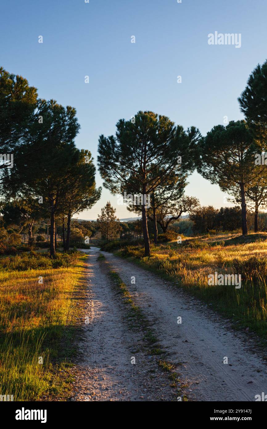 Un chemin de terre menant au lac Montargil (Barragem de Montargil), à la lumière du soleil du soir, près de Ponte de Sor, dans le Alto Alentejo, Portugal Banque D'Images