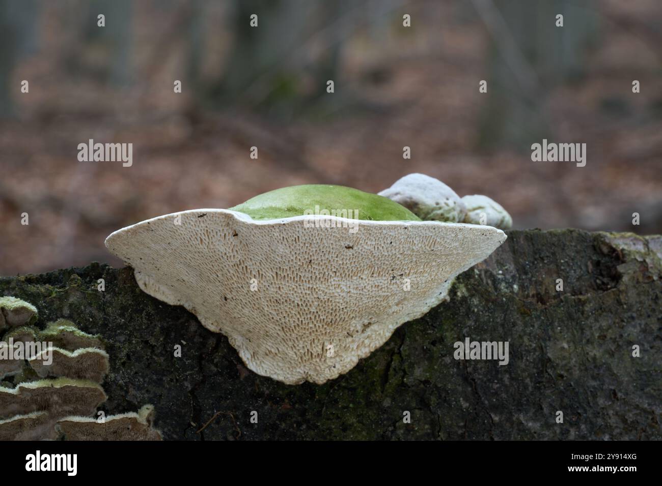 Champignon Trametes gibbosa sur le bois. Connu sous le nom de Lumpy Bracket. Champignon blanc-vert sauvage dans la forêt de hêtres. Banque D'Images