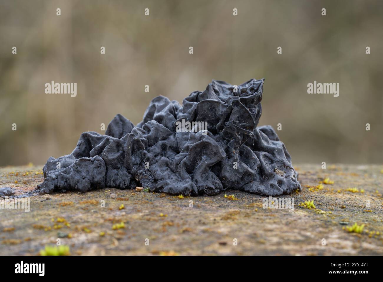 Champignon Exidia nigricans sur le bois. Connu sous le nom de beurre de Warlock. Champignon sauvage noir dans la forêt de plaine inondable. Banque D'Images
