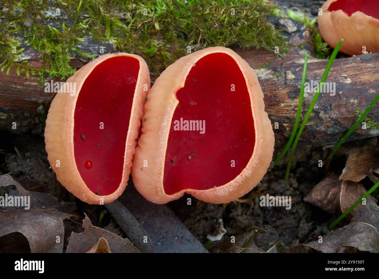 champignon arcoscypha austriaca sur le bois. Connu sous le nom de Scarlet Elfcup ou champignon de coupe de fée écarlate. Champignons de tasse rouge dans la forêt de plaine inondable. Banque D'Images