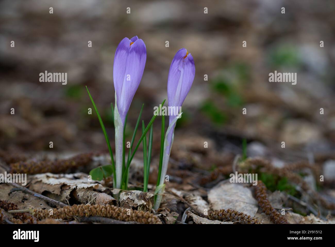 Crocus décolore dans la prairie forestière. Fleur violette sauvage, bokeh flou, printemps. Banque D'Images