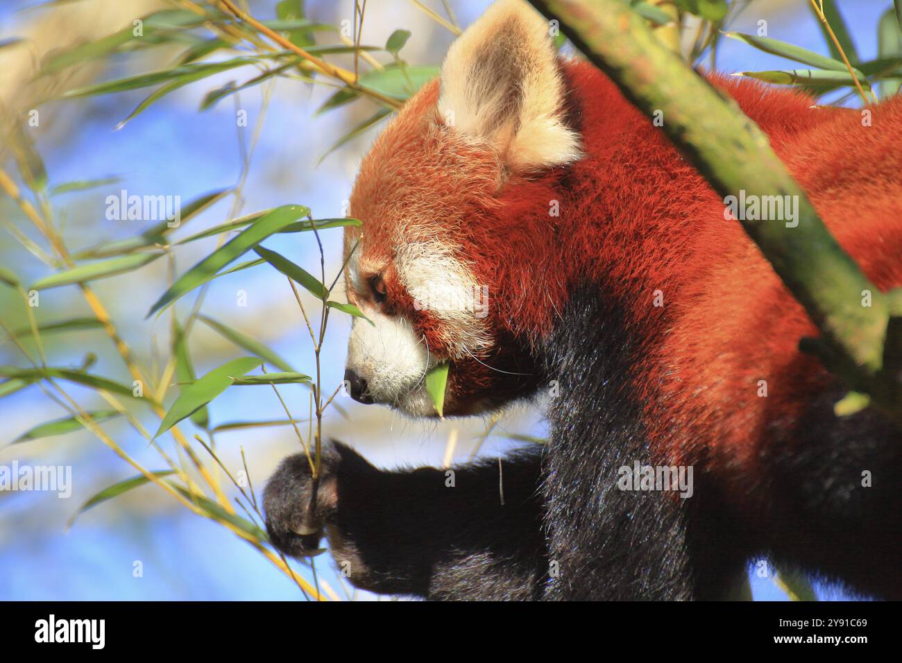 Panda rouge mangeant des feuilles de bambou à l'état sauvage, les couleurs rouge, noir et vert dominent, panda rouge (Ailurus fulgens), ours chats, Zoo, Zurich, Suislan Banque D'Images