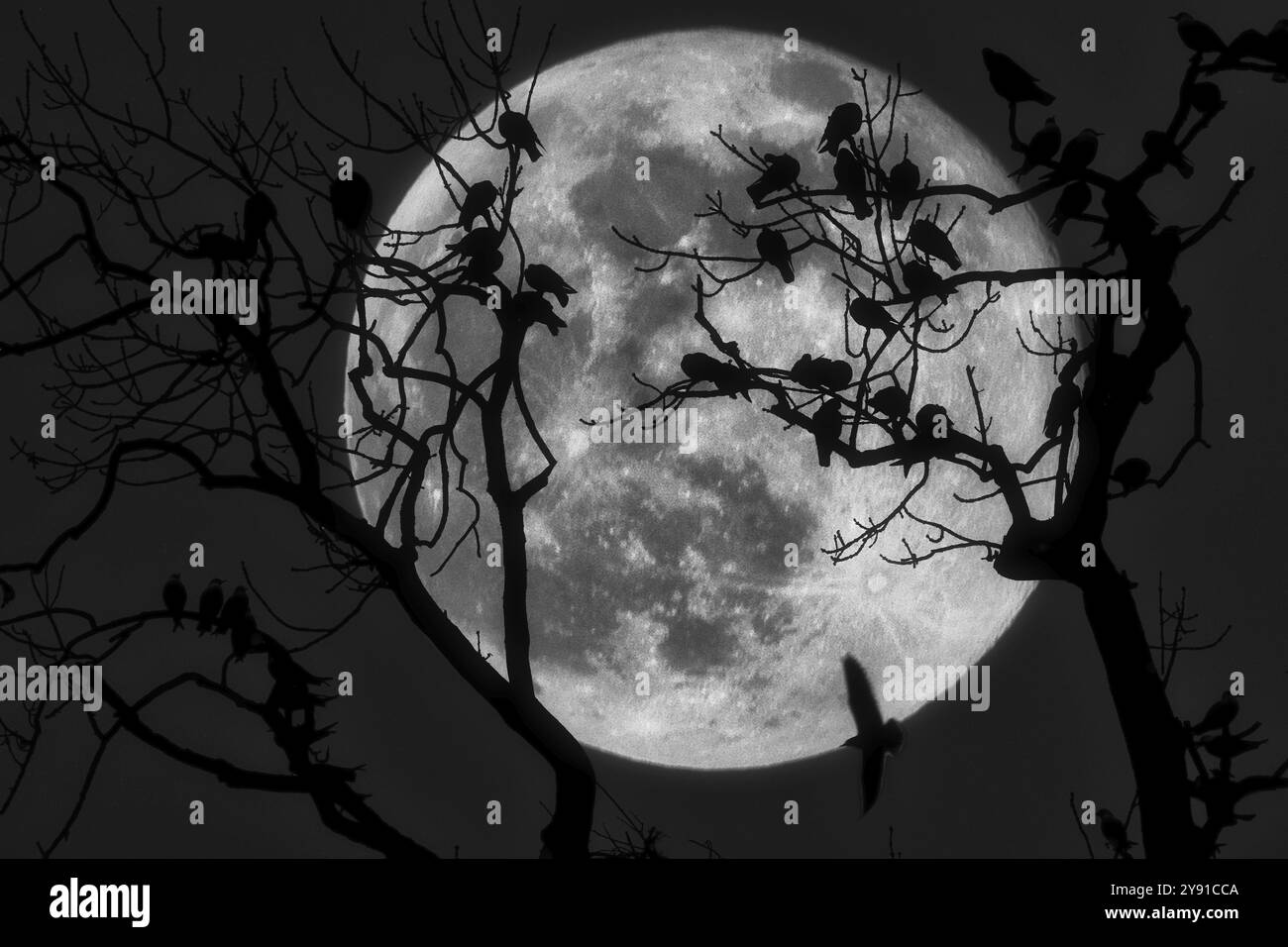 Des branches d'arbres et des oiseaux forment des silhouettes devant une grande pleine lune sur une photo en noir et blanc, Fantasy, Composing, Basel, Switzerland, Europe Banque D'Images
