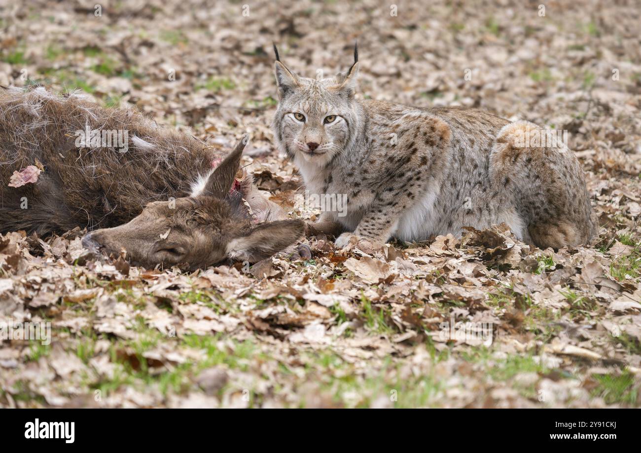 Lynx (Lynx lynx) avec cerf rouge proie (Cervus elaphus), Allemagne, Europe Banque D'Images