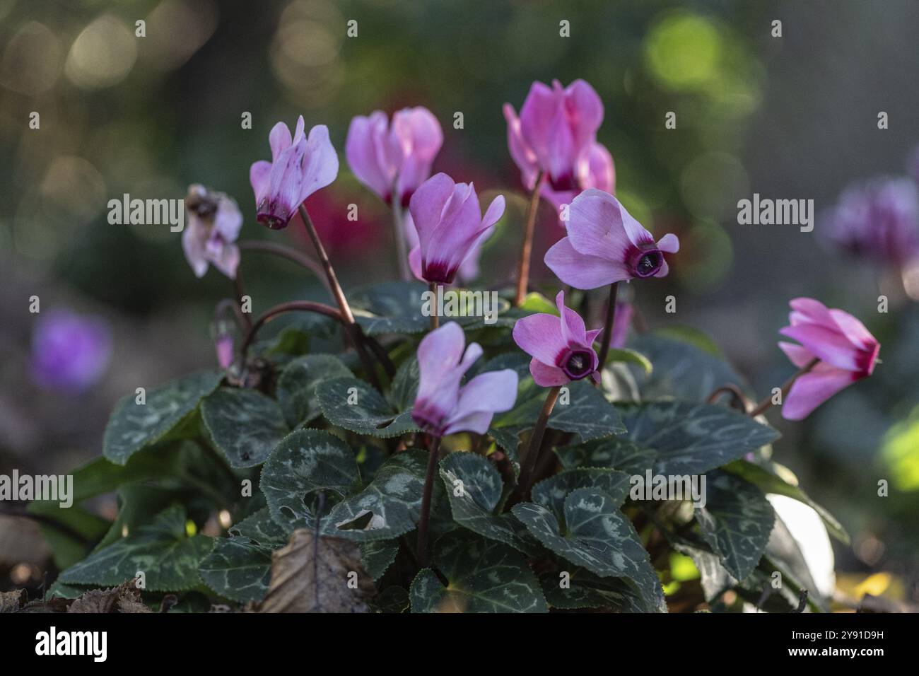 Cyclamen hederifolium ou cyclamen napolitain (Cyclamen hederifolium), Emsland, basse-Saxe, Allemagne, Europe Banque D'Images