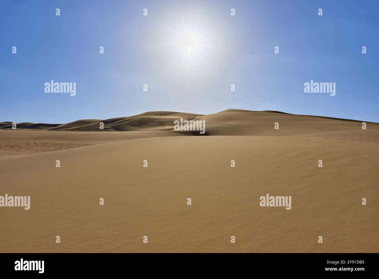 Paysage désertique ensoleillé avec des dunes de sable sous un ciel bleu clair, Matruh, Grande mer de sable, désert libyen, Sahara, Egypte, Afrique du Nord, Afrique Banque D'Images