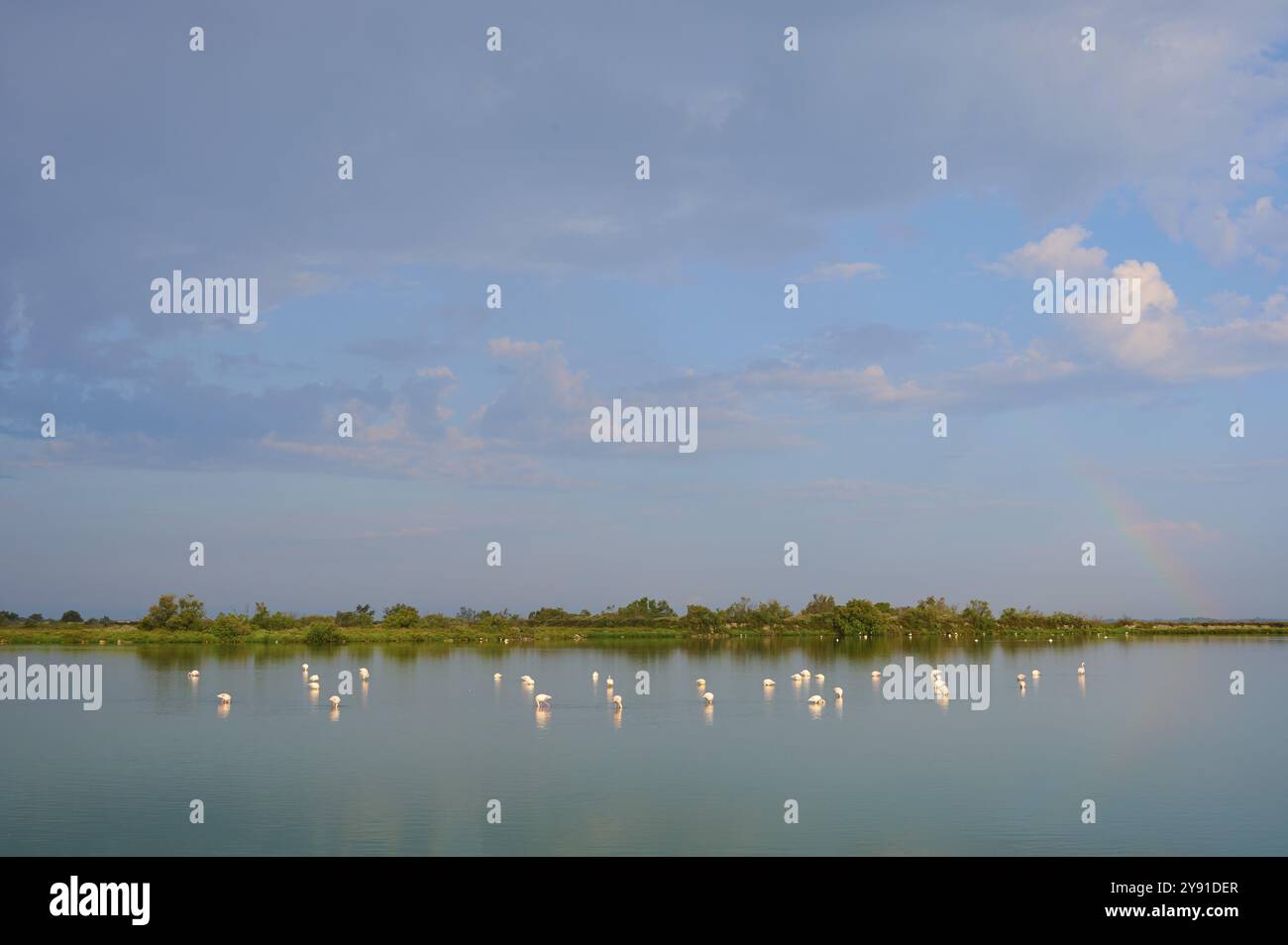 Flamant rose (Phoenicopterus roseus), dans l'eau, été, Saintes-Maries-de-la-mer, Camargue, France, Europe Banque D'Images