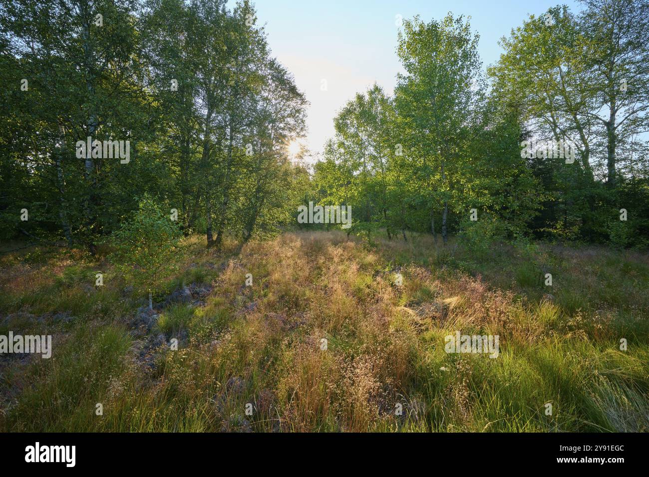 Soleil brille sur une clairière dans la forêt, entouré d'arbres verts et de hautes herbes, Schwarzes Moor, Fladungen, Rhoen, Bavière, Allemagne, Europe Banque D'Images