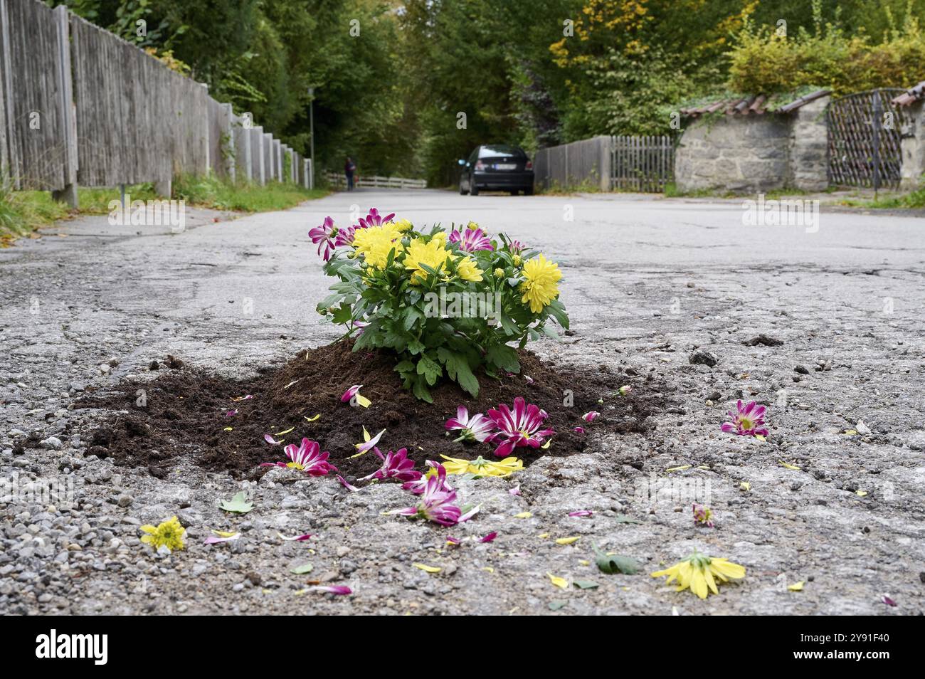 Fleurs plantées dans un nid de poule sur la route, image symbolique pour les dommages de la route et les infrastructures délabrées, Neuhaus am Schliersee, haute-Bavière, Bavière Banque D'Images