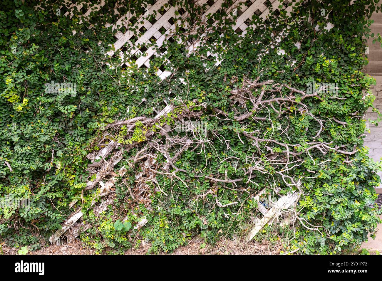 La ville historique de Beaufort, Caroline du Sud, est une destination touristique populaire Banque D'Images