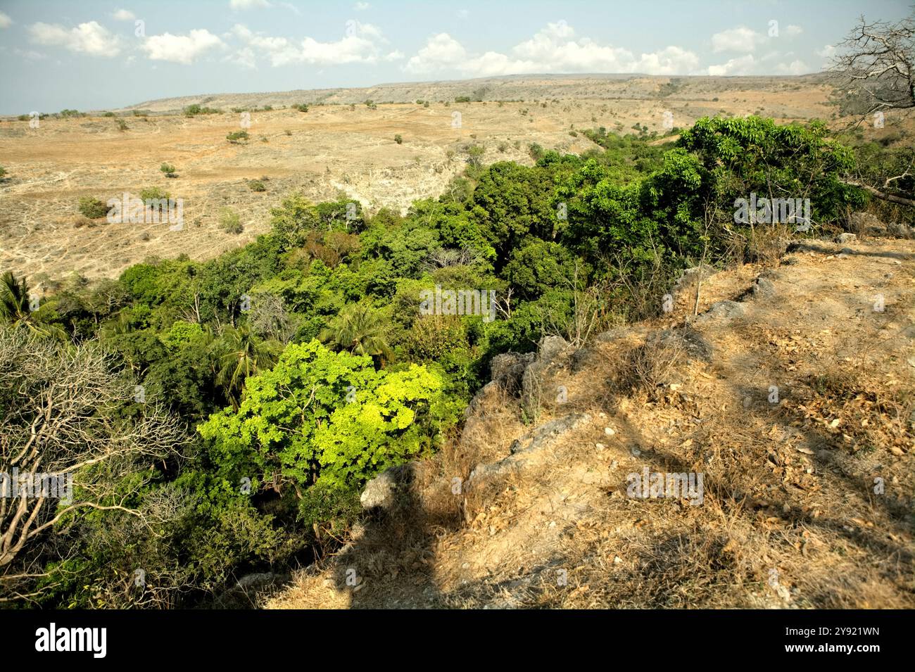Végétation verte et dense sur un ruisseau et prairies sèches en arrière-plan sont vues du village traditionnel de Prailiang sur l'île de Sumba, en Indonésie. Banque D'Images