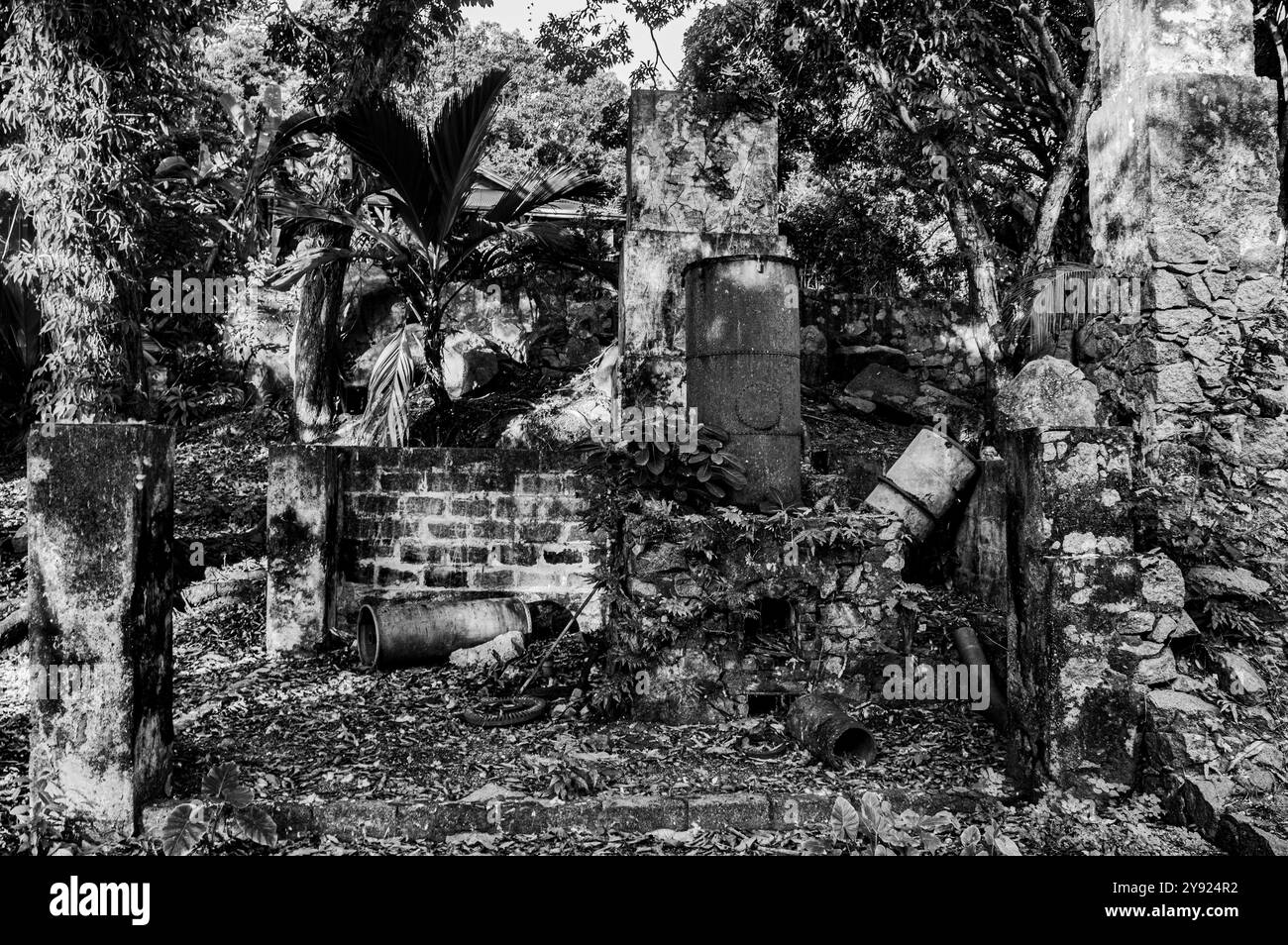 Distillerie cannelle abandonnée et couverte par la végétation Banque D'Images