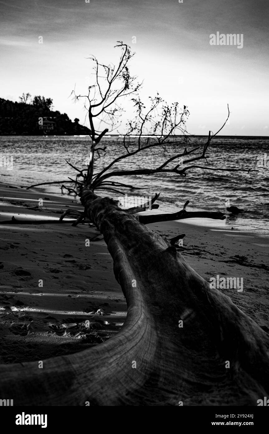 Arbre mort abandonné sur la plage en face d'un océan de couchage Banque D'Images