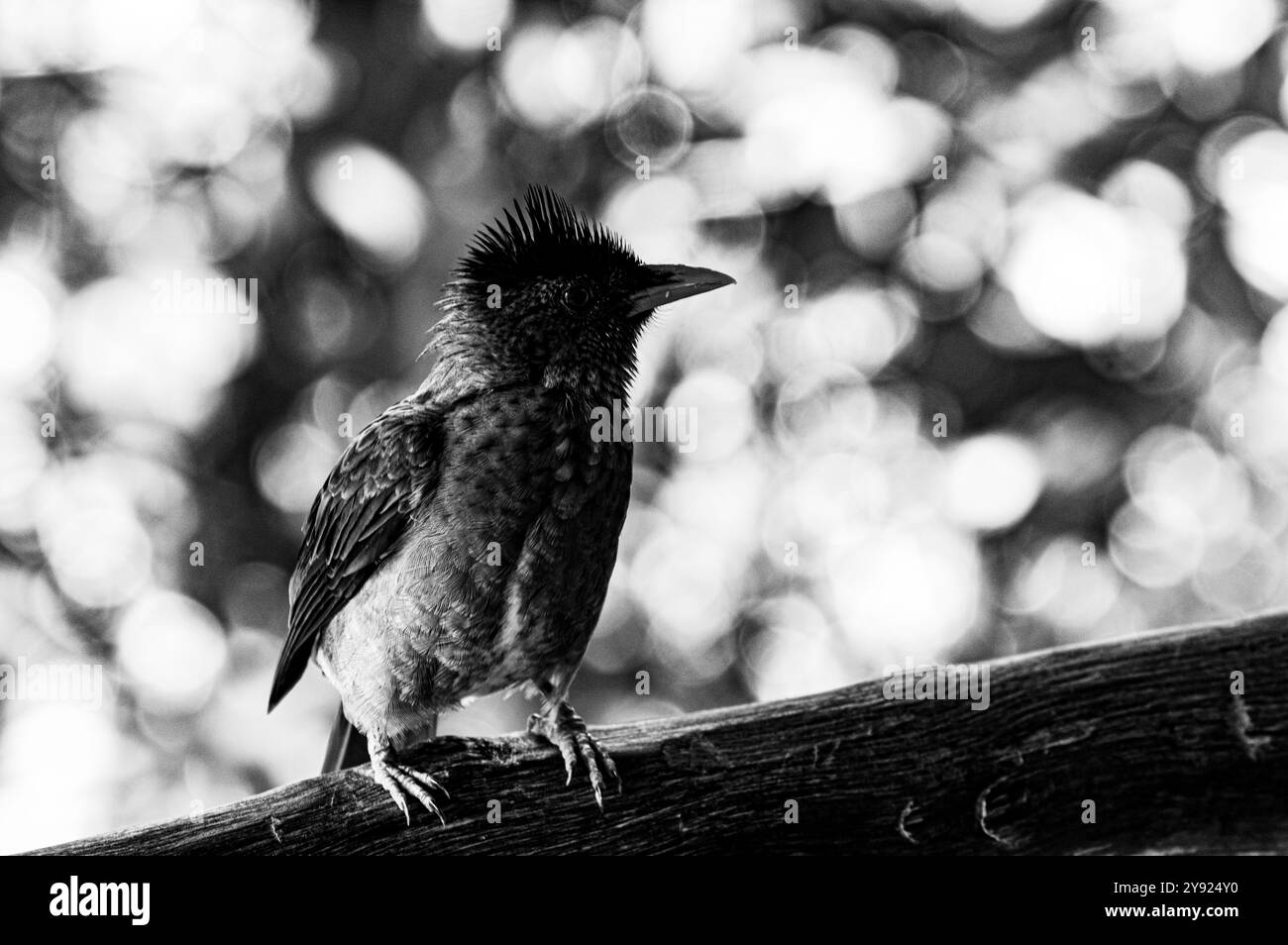 Petit oiseau avec le crest regarde autour de lui à la recherche d'un avenir meilleur Banque D'Images