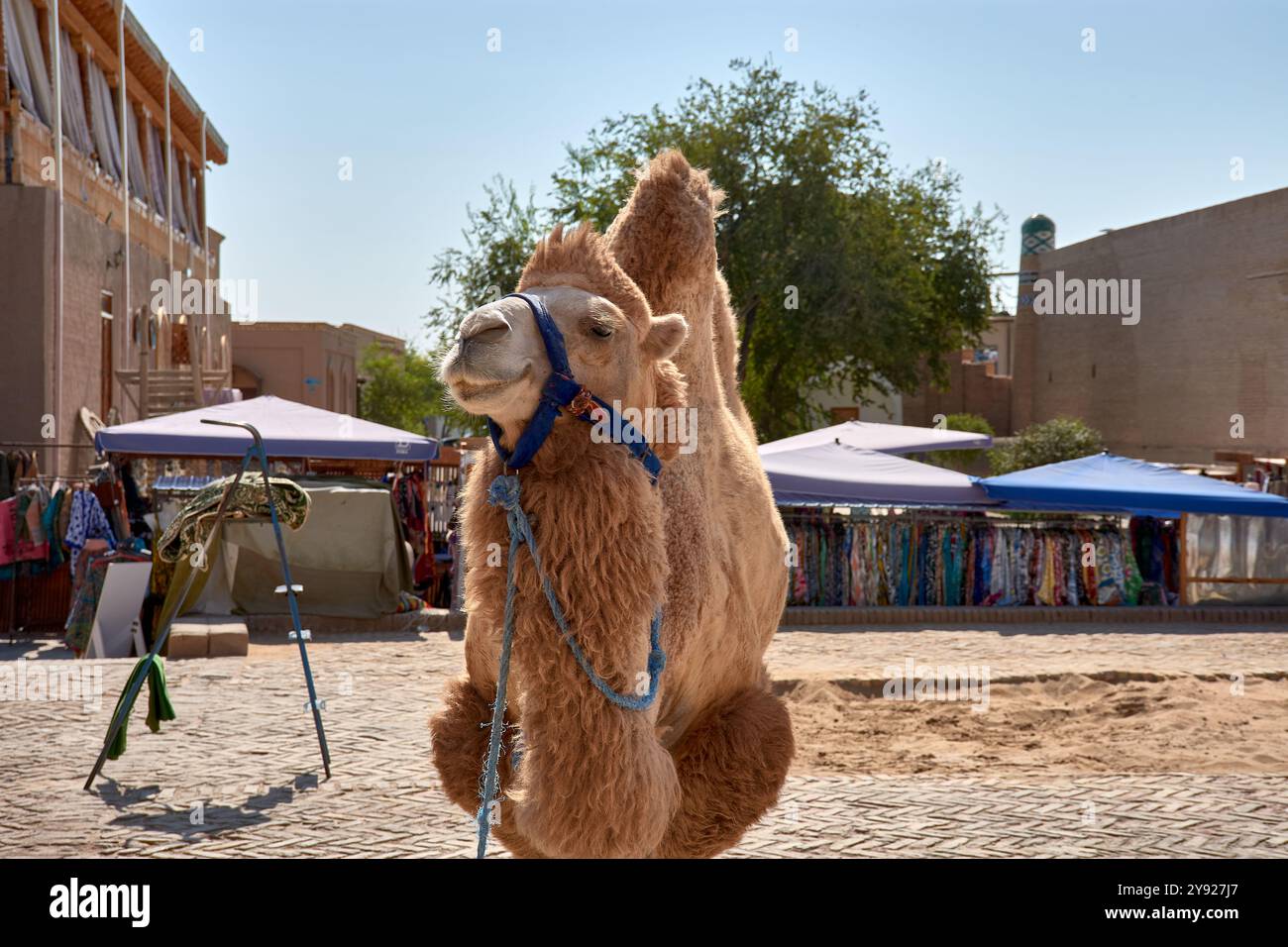 Un chameau utilisé pour les promenades touristiques se dresse patiemment dans la ville historique de Khiva, en Ouzbékistan, un arrêt clé le long de l'ancienne route de la soie. Ces doux animaux Banque D'Images