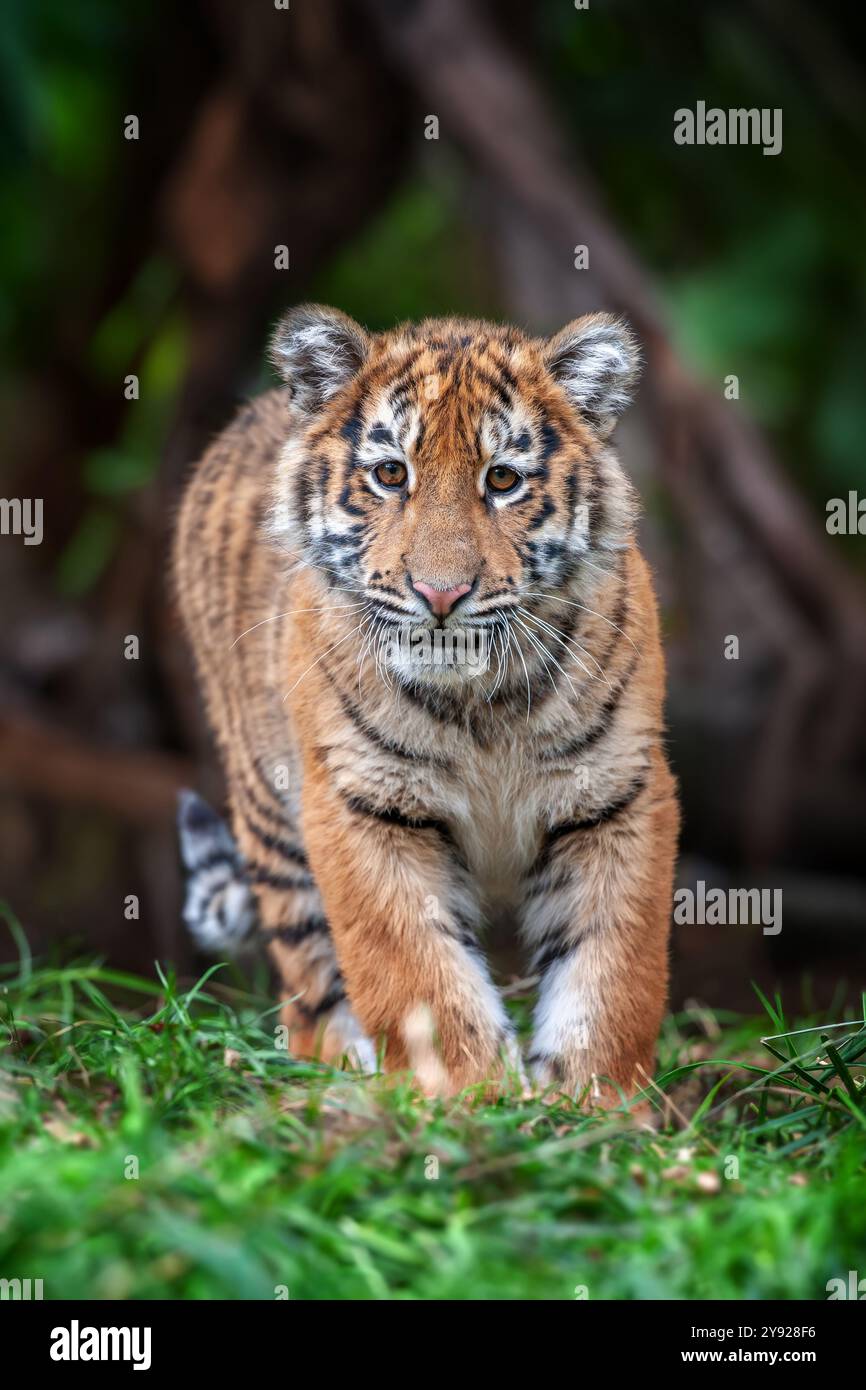 Petit tigre dans la nature. Animal dans l'herbe verte. Chat sauvage dans l'habitat naturel Banque D'Images