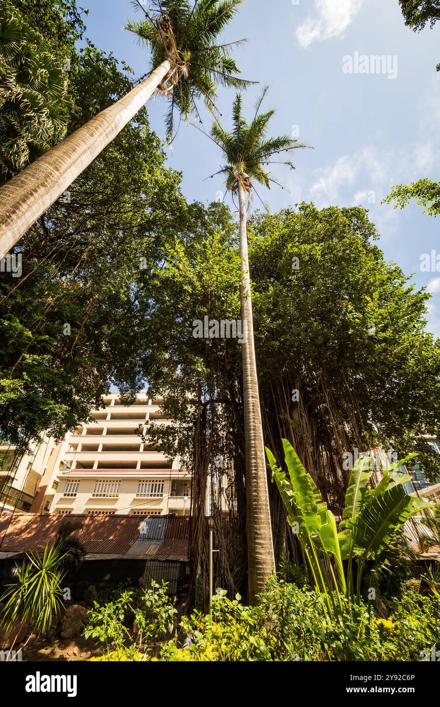 Vue imprenable sur le Fox volant mauricien suspendu dans des palmiers dans un parc au centre-ville de Port Louis, la capitale de l'île Maurice Banque D'Images