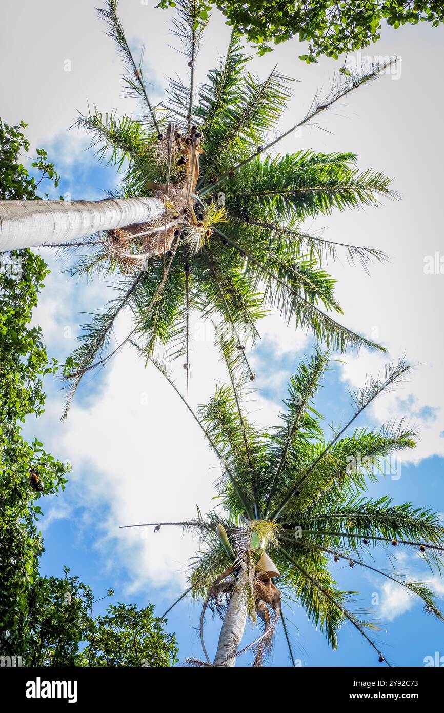 Vue imprenable sur le Fox volant mauricien suspendu dans des palmiers dans un parc au centre-ville de Port Louis, la capitale de l'île Maurice Banque D'Images