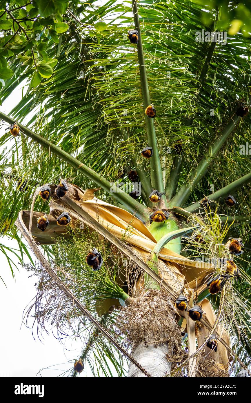 Vue imprenable sur le Fox volant mauricien suspendu dans un palmier dans un parc au centre-ville de Port Louis, la capitale de l'île Maurice Banque D'Images
