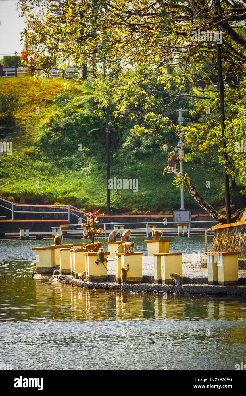 Belle vue sur les macaques prenant le dessus de la promenade le long des rives du temple hindou du Grand bassin à Maurice Banque D'Images