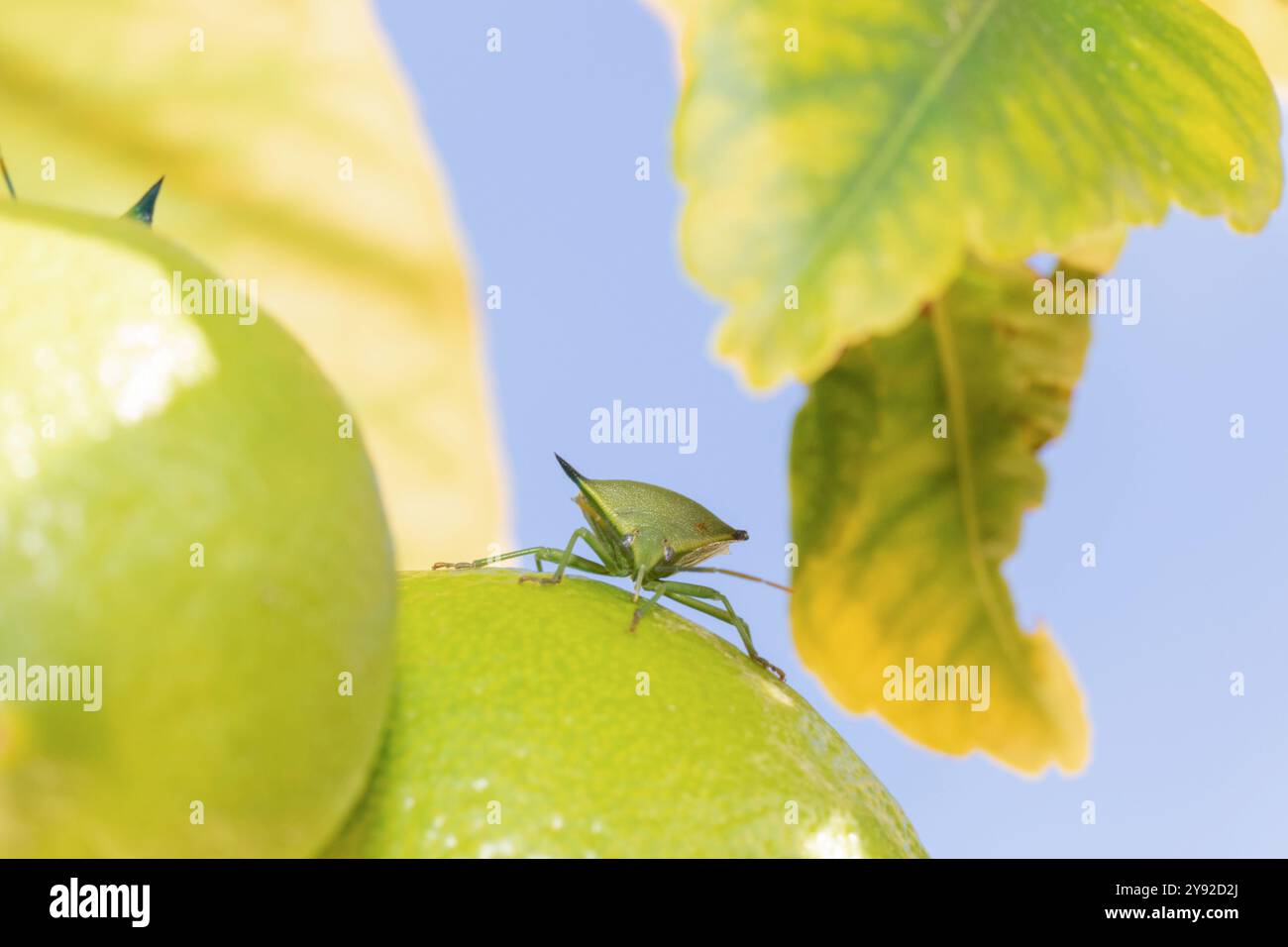 Épiné Citrus Bug sur citron, Australie méridionale Banque D'Images