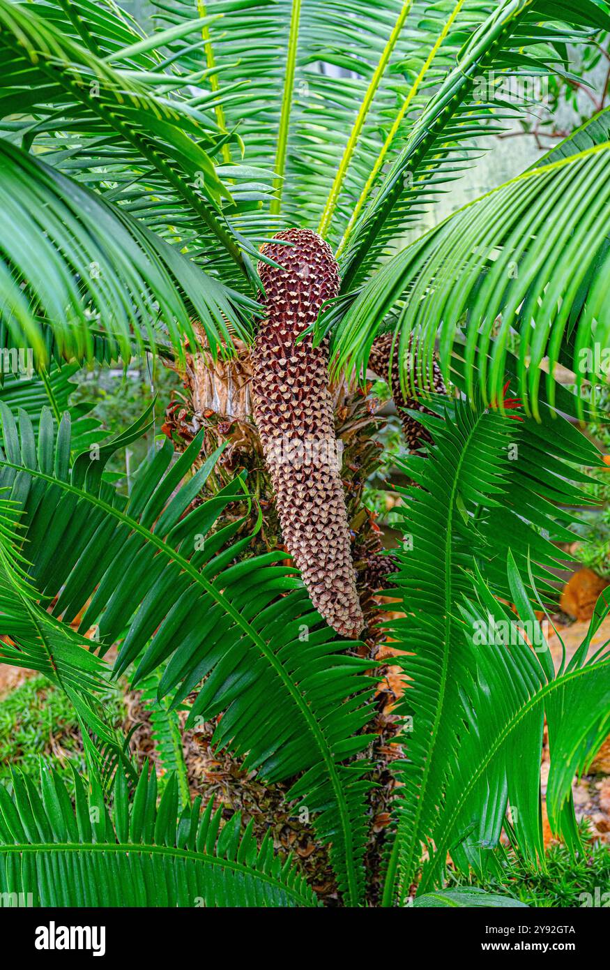 Cycas circinalis ou la reine sagou, suspendue vieux cône de palmier Banque D'Images