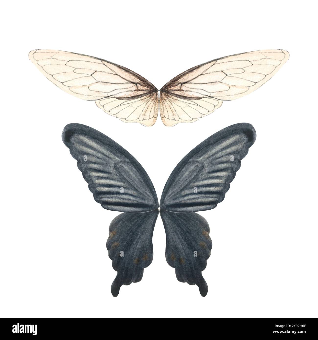 Papillon ailes d'insecte noir et crème clair peint à la main ensemble aquarelle. Illustration de haute qualité. Collection Wings parfaite pour scrapbooking Banque D'Images