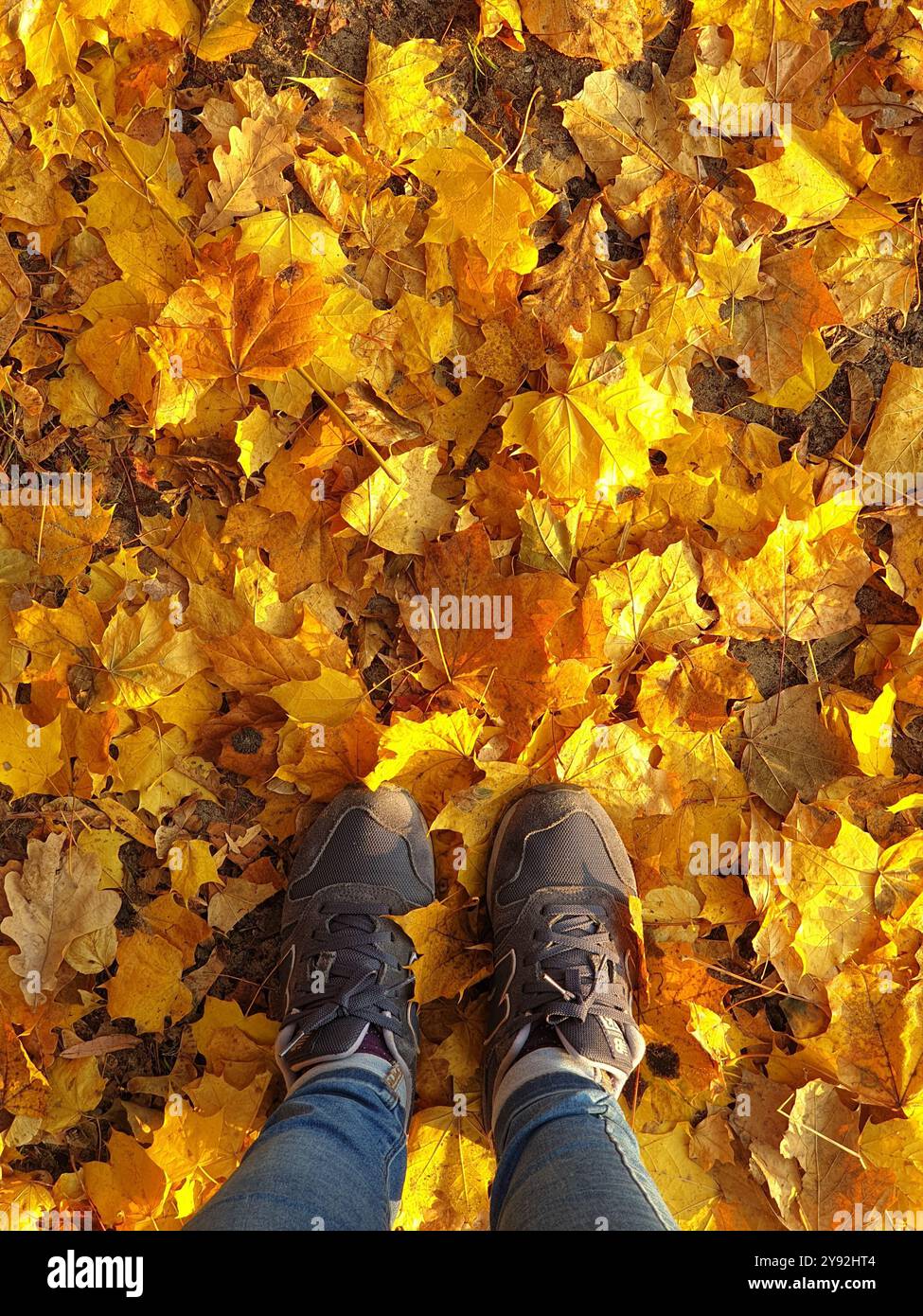Point de vue : debout sur des feuilles dorées. Moments d'automne - feuillage tombé sur le sol. Banque D'Images
