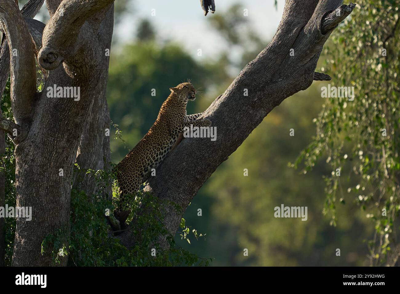 Léopard (Panthera pardus) grimpant à un arbre dans le parc national de South Luangwa, Zambie Banque D'Images