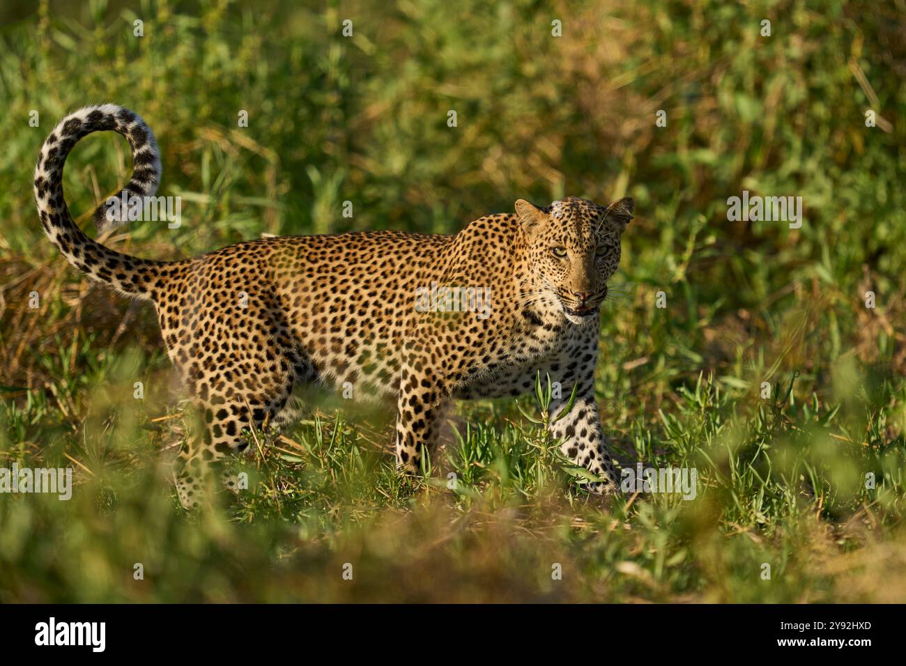 Léopard (Panthera pardus) dans l'herbe verte luxuriante pendant la saison de l'émeraude dans le parc national de South Luangwa, Zambie Banque D'Images