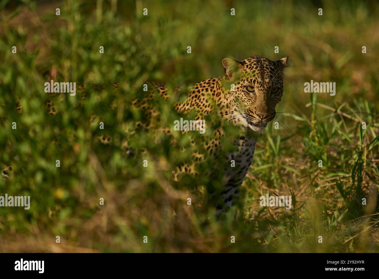 Léopard (Panthera pardus) dans l'herbe verte luxuriante pendant la saison de l'émeraude dans le parc national de South Luangwa, Zambie Banque D'Images