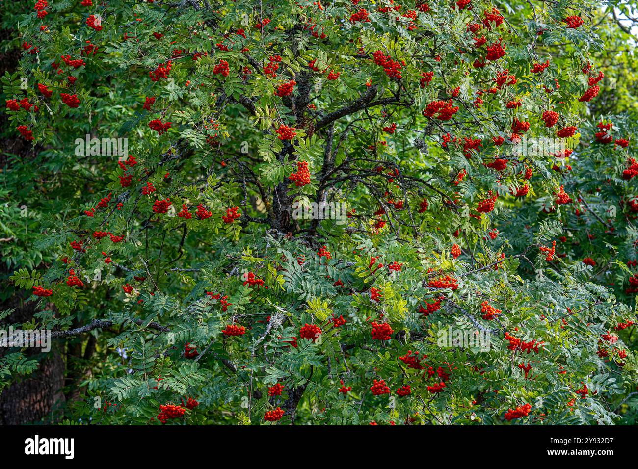 Arbre Rowan avec des baies rouges dans le parc de la ville Folkparken à Norrköping, Suède Banque D'Images