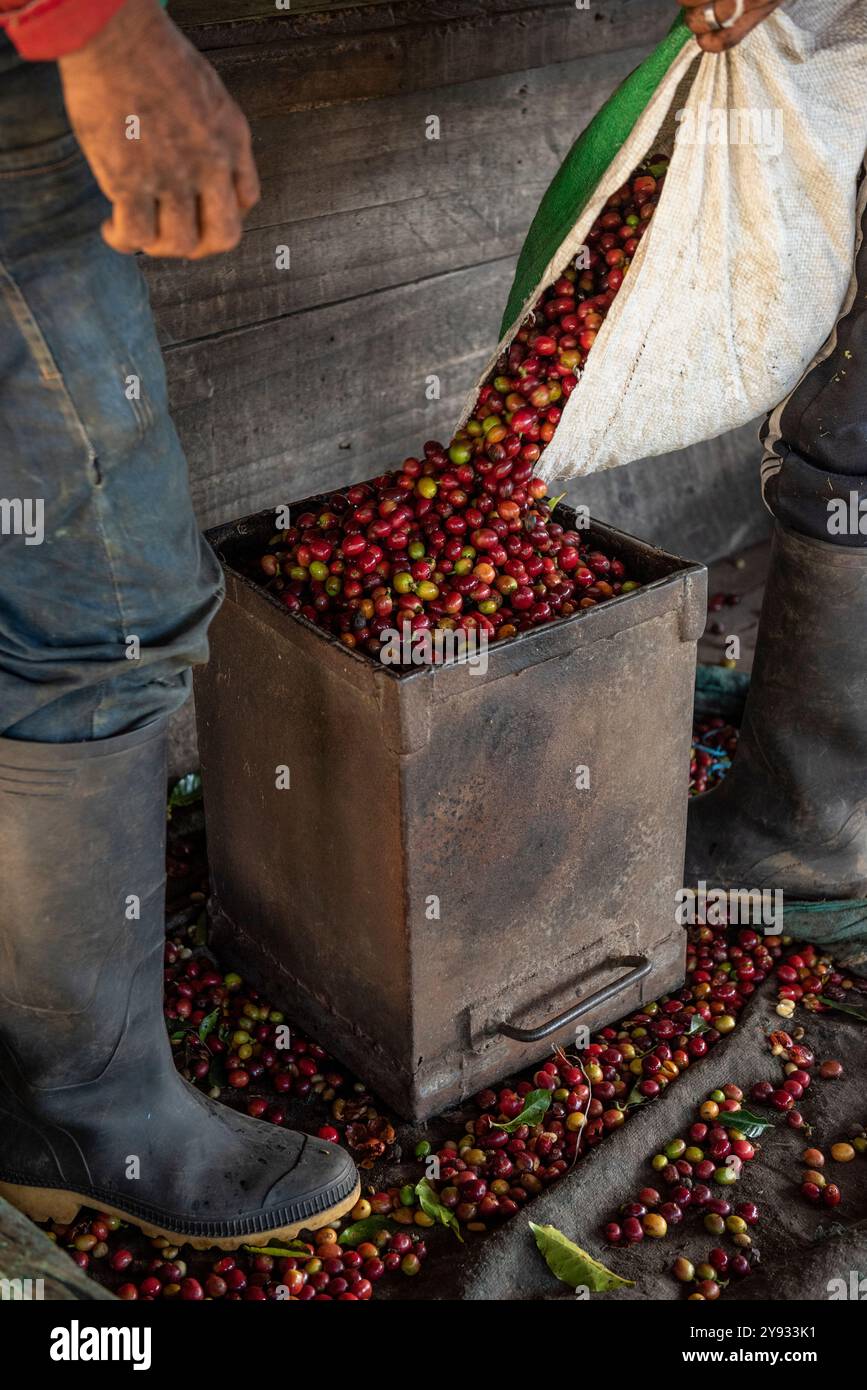 Cueilleur de café livrant la récolte du jour pour peser à la ferme, Manizales, Colombie - photo stock Banque D'Images