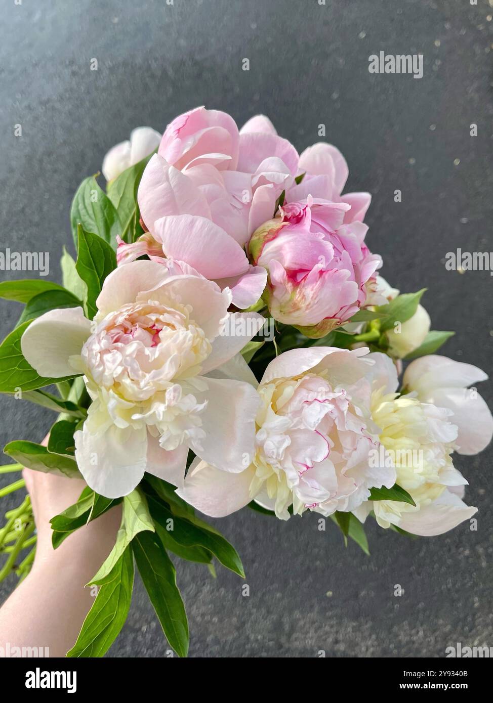 La main de la femme tient un bouquet de pivoines fraîches Banque D'Images