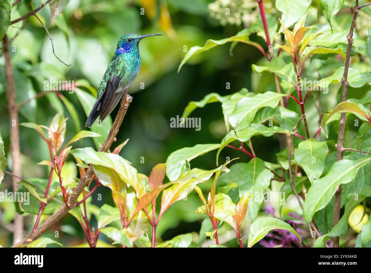 Colibri thalassinus cabanidis (Colibri thalassinus cabanidis) à oreille violette verte au repos au Costa Rica Banque D'Images