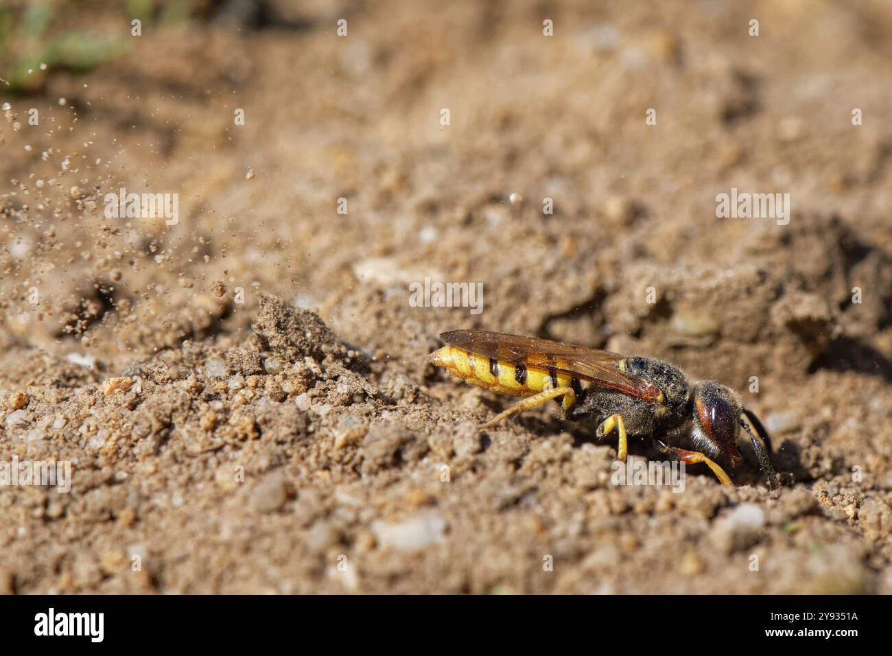 Loup d'abeille / guêpe tueuse d'abeille (Philanthus triangulum) femelle utilisant les jambes antérieures pour frapper le sol meuble derrière elle alors qu'elle creuse un terrier de nid, Dorset, Royaume-Uni. Banque D'Images