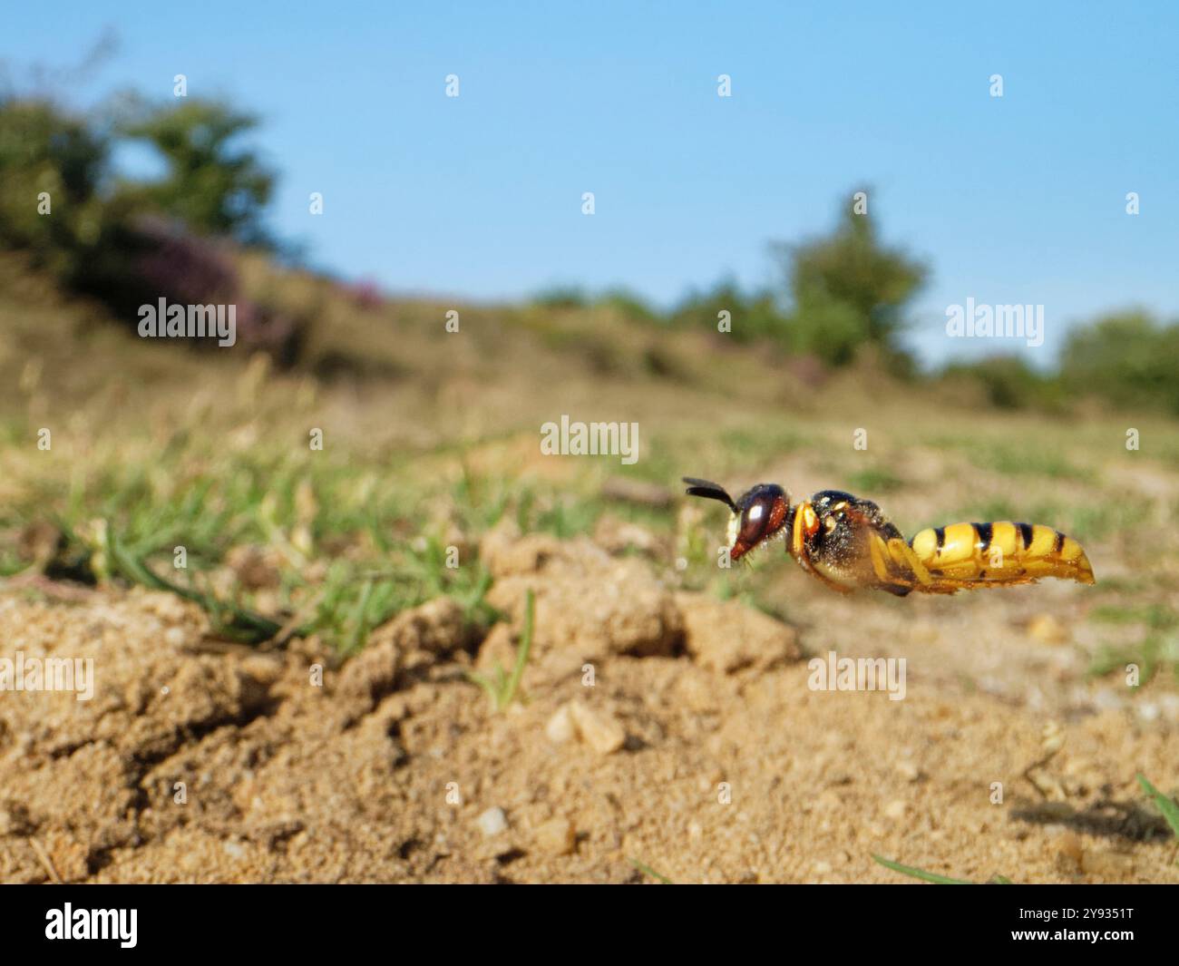 Loup d'abeille / guêpe tueuse d'abeille (Philanthus triangulum) femelle volant à son nid dans un chemin sablonneux à travers la lande, Dorset, Royaume-Uni, août. Banque D'Images