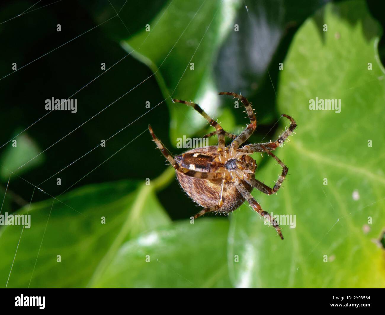 Araignée croisée de jardin (Araneus diadematus) femelle filant une toile dans un buisson Ivy (Hedera Helix), Wiltshire, Royaume-Uni, octobre. Banque D'Images