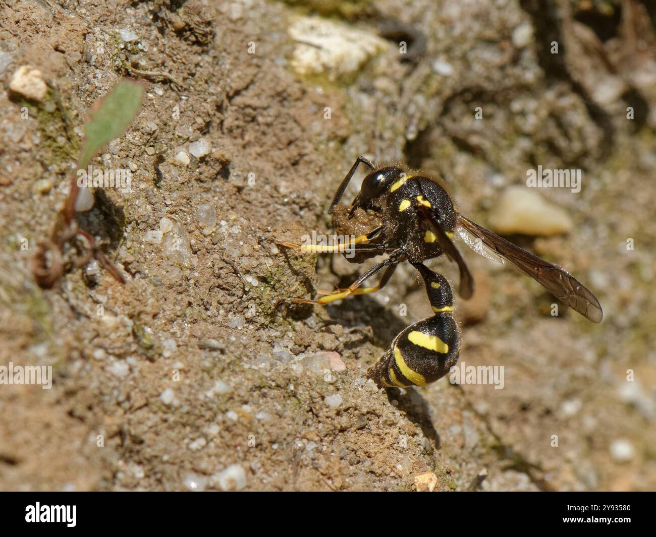 Guêpe de potier de Heath (Eumenes coarctatus) rassemblant une boule d'argile avec ses mâchoires pour l'ajouter au pot de nid qu'elle construit, Dorset Heathland, Royaume-Uni. Banque D'Images