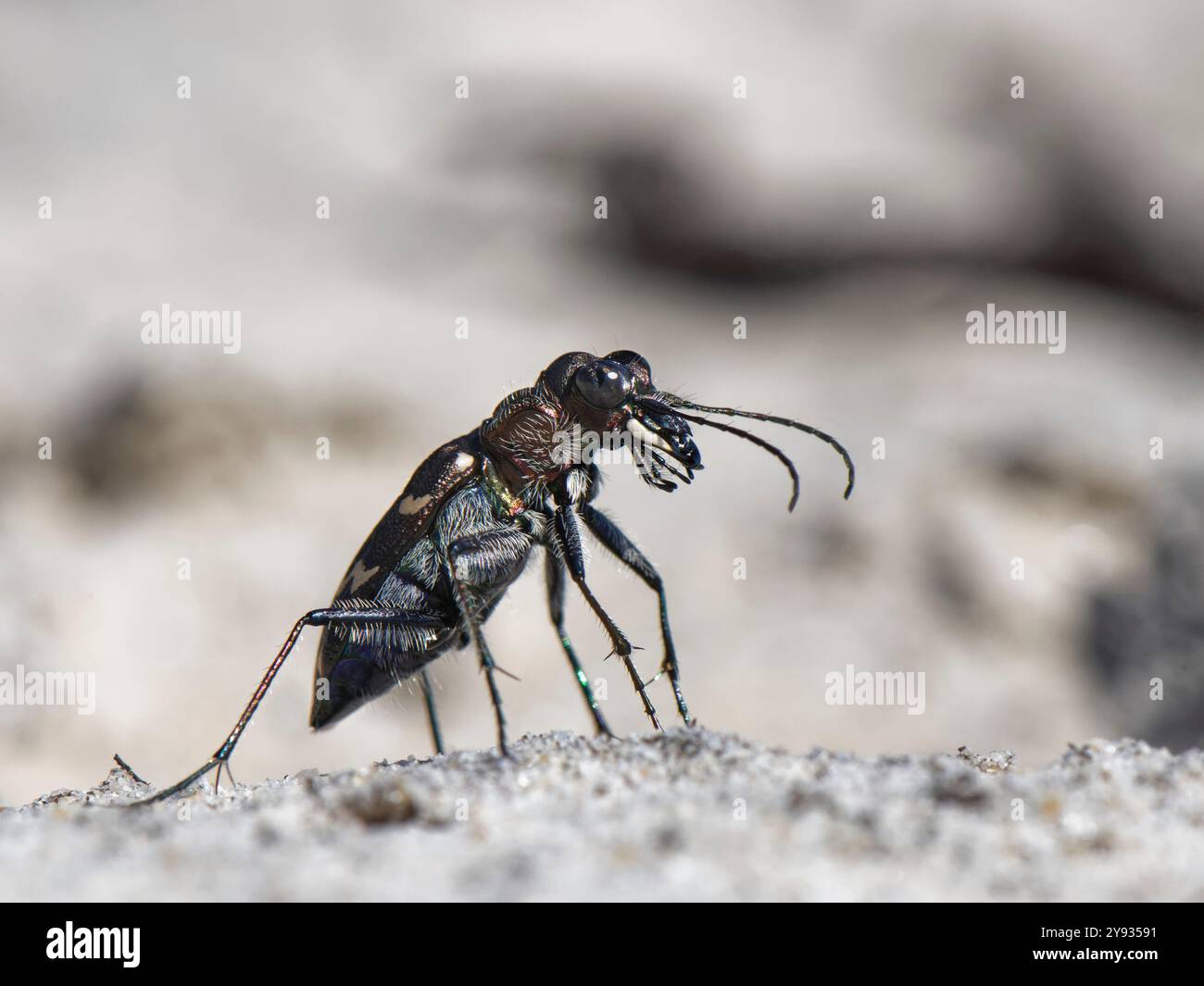 Heath / Tigre des bois (Cicindela sylvatica), chasse sur un sentier sablonneux à travers les landes, Dorset, Royaume-Uni, juin. Banque D'Images