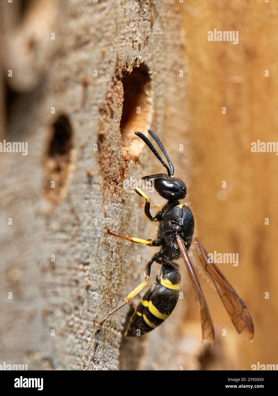 Guêpe Mason / guêpe potier (Ancistrocerus sp.) Approche de son trou de nid dans un hôtel à insectes, Wiltshire Garden, Royaume-Uni, août. Banque D'Images