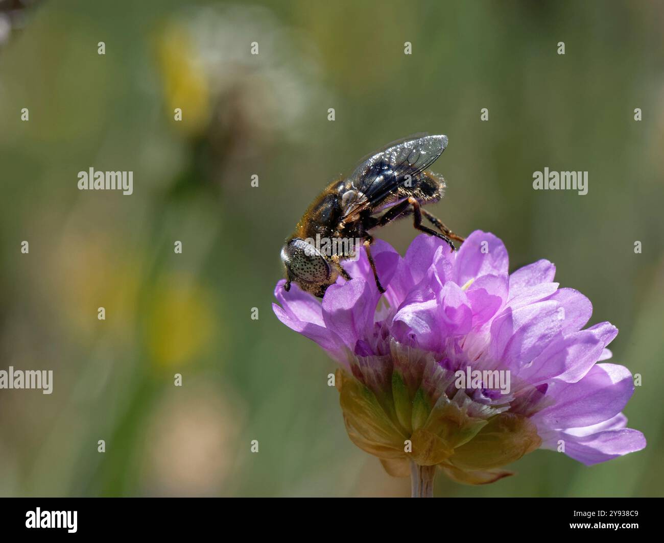mouche de rivage / Grande mouche drone aux yeux nuancés (Eristalinus aeneus) nectaring sur fleurs d'aloyau de mer (Armeria maritima), le lézard, Cornouailles, Royaume-Uni. Banque D'Images