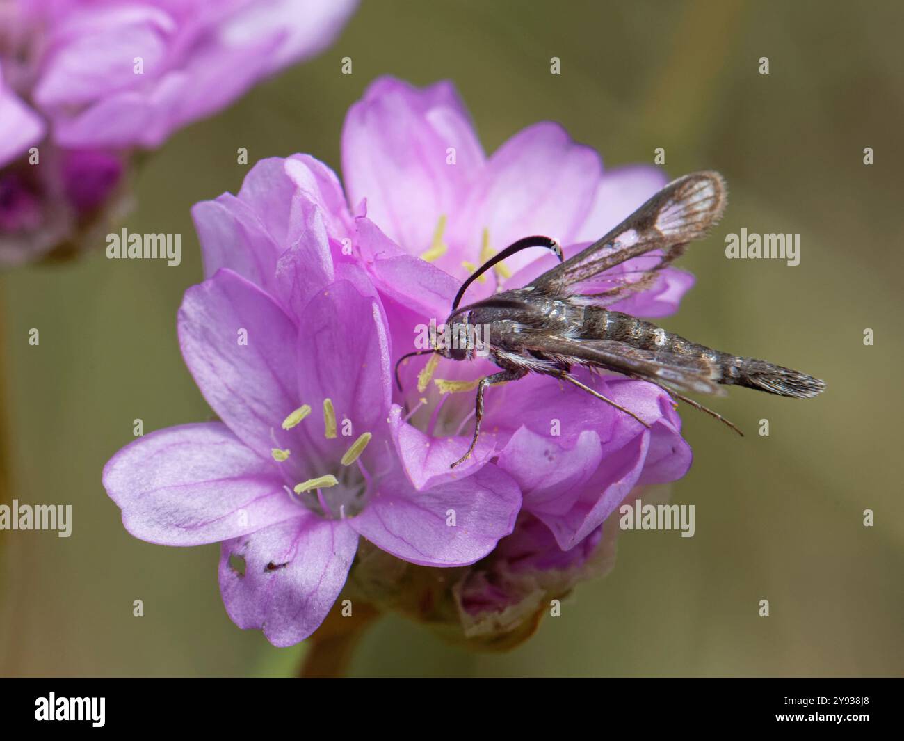La teigne à clairance (Pyropteron muscaeforme), une espèce rare au Royaume-Uni, nectars sur fleurs d'thrift (Armeria maritima), Cornouailles, Royaume-Uni. Banque D'Images