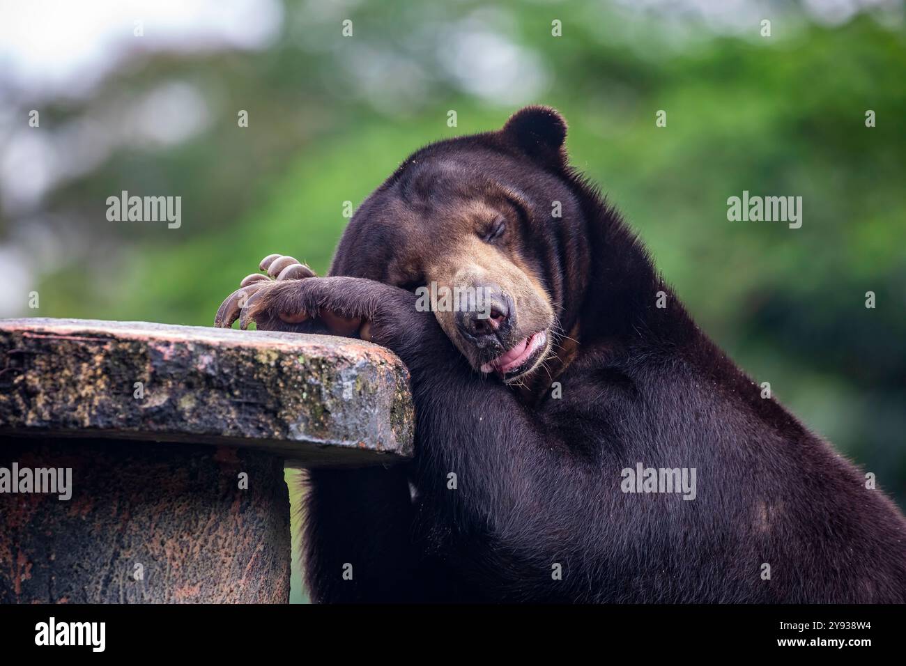 Un ours soleil endormi. Il s'agit d'une espèce présente dans les habitats forestiers tropicaux de l'Asie du Sud-est. Sa fourrure est généralement noir de jais, courte et élégante Banque D'Images