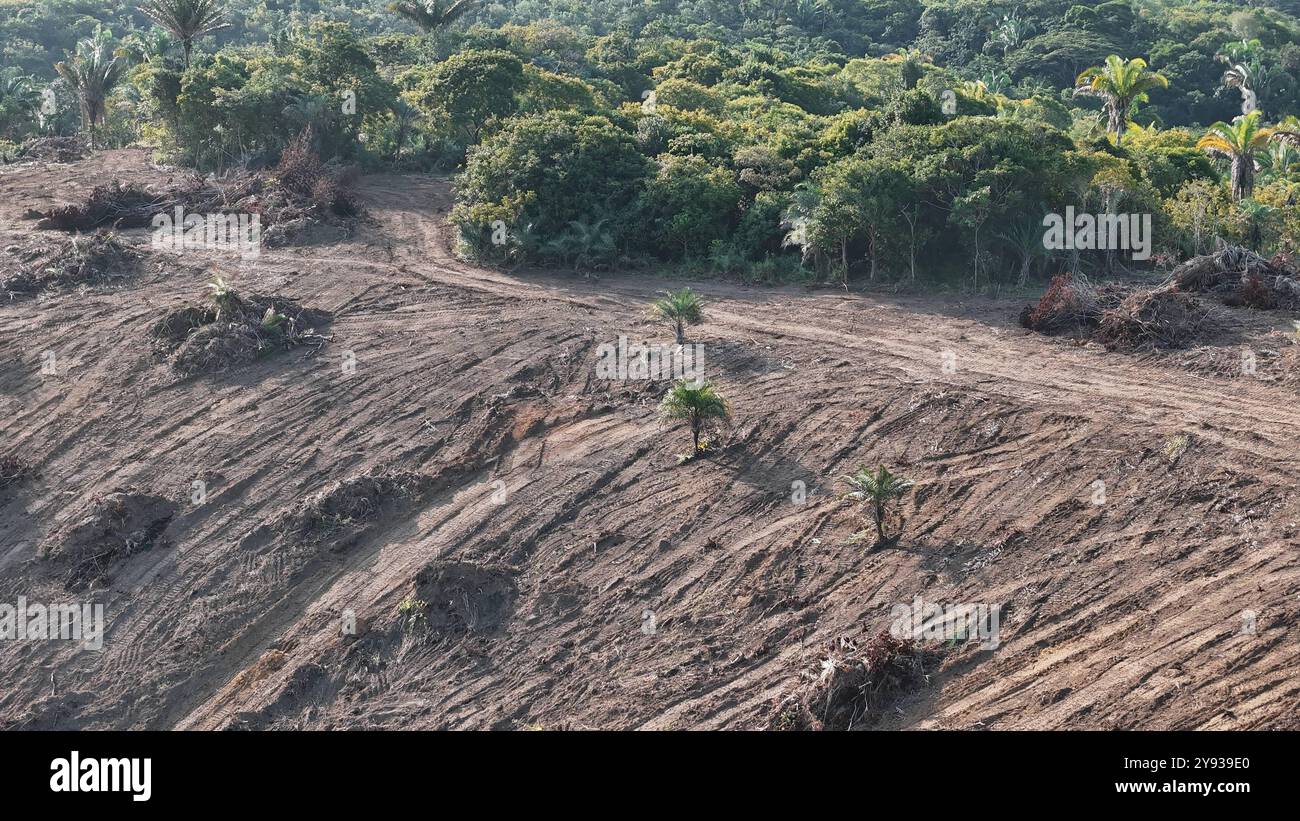 Zone de déforestation de la forêt atlantique salvador, bahia, brésil - 22 août 2024 : réserve environnementale zone de déforestation de la forêt atlantique dans la ville de Salvador. SALVADOR BAHIA BRÉSIL Copyright : xJoaxSouzax 220824JOA030 Banque D'Images