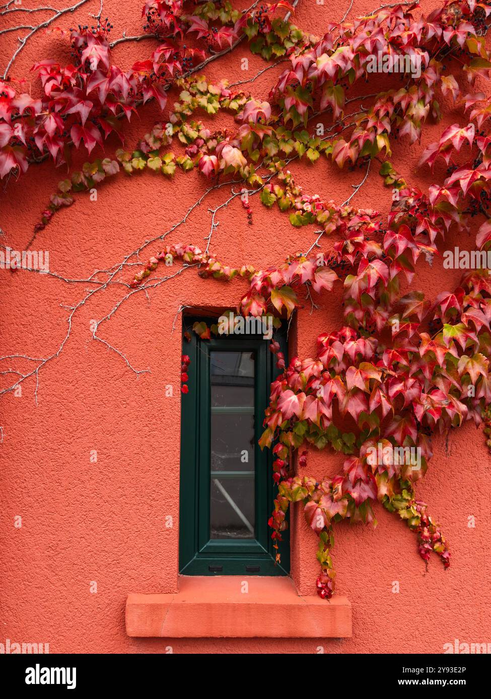 Feuilles d'automne sur vibrant mur de corail. Une scène pittoresque de riches feuilles rouges d'automne entrecoupées de petites baies, encadrant gracieusement une fenêtre sarcelle. Banque D'Images