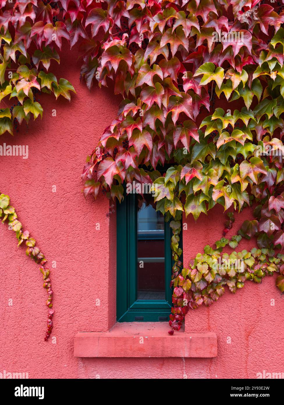 Feuilles d'automne sur vibrant mur de corail. Une scène pittoresque de riches feuilles rouges d'automne entrecoupées de petites baies, encadrant gracieusement une fenêtre sarcelle. Banque D'Images