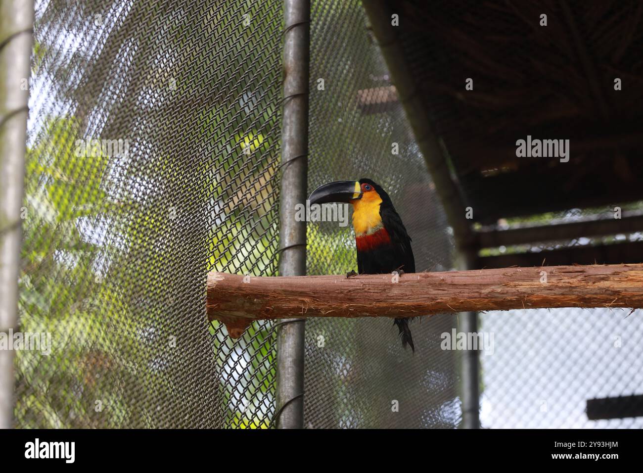 salvador, bahia, brésil - 8 août 2024 : Toucan est vu dans un centre de traitement pour animaux sauvages dans la ville de Salvador. Banque D'Images