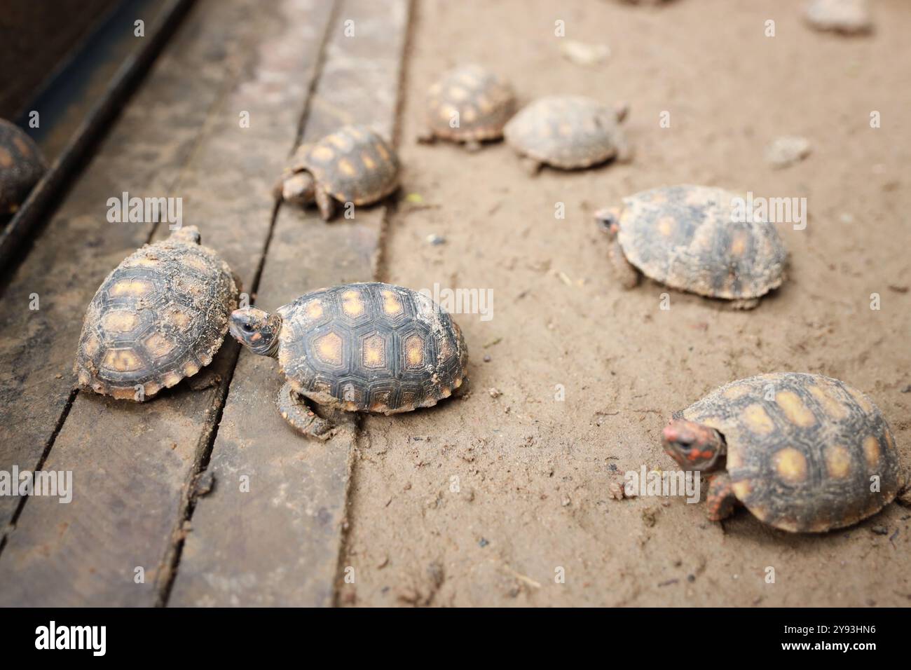 salvador, bahia, brésil - 8 août 2024 : des joboti sont vus dans un centre de traitement pour animaux sauvages dans la ville de Salvador. Banque D'Images