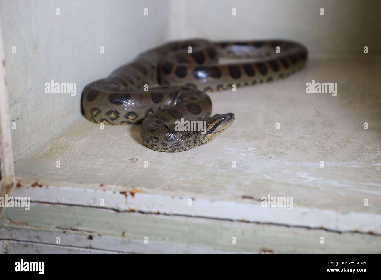 salvador, bahia, brésil - 8 août 2024 : un serpent est vu dans un centre de traitement pour animaux sauvages dans la ville de Salvador. Banque D'Images